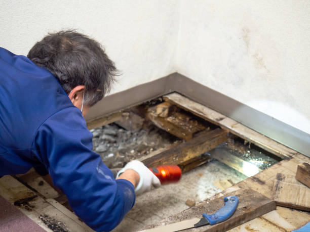 Best Commercial Mold Removal  in Aurora, TX
