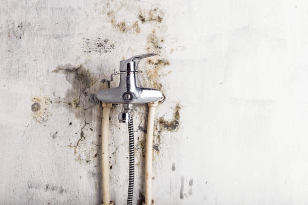 Best Professional Mold Removal  in Aurora, TX