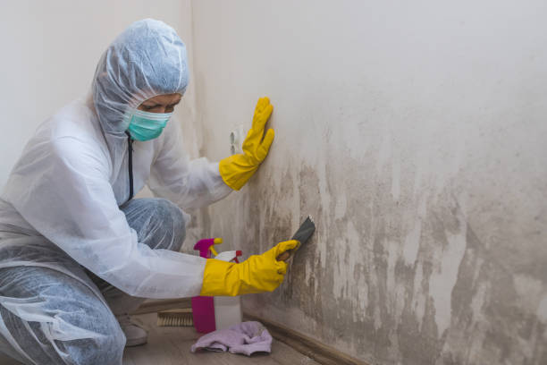 Mold Testing and Removal in Aurora, TX