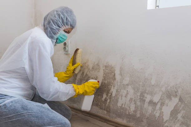 Best Toxic Mold Removal  in Aurora, TX