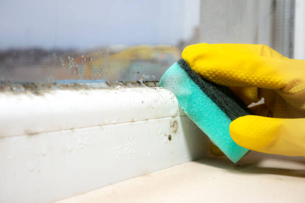 Best Best Mold Removal Companies  in Aurora, TX