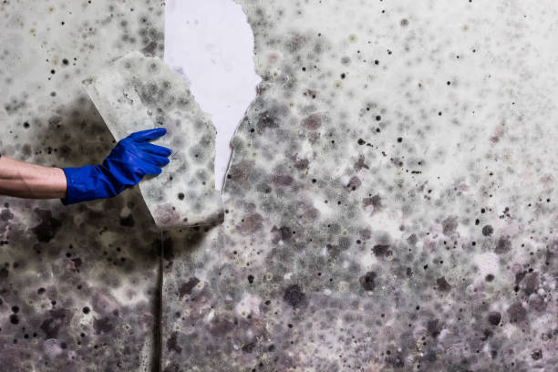 Best Mold Removal Company Near Me  in Aurora, TX