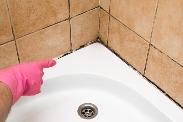 Best Certified Mold Removal  in Aurora, TX