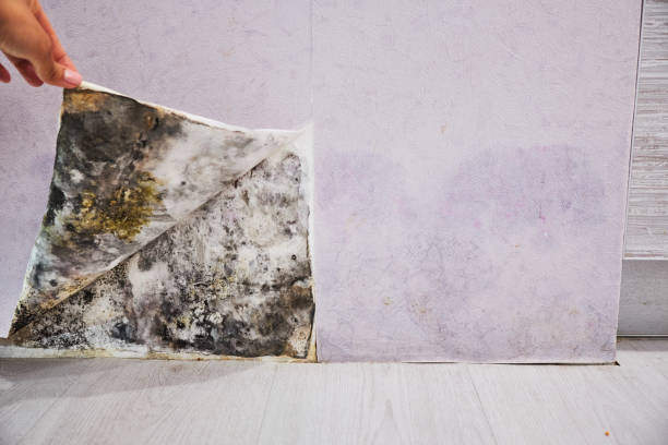 Best Toxic Mold Removal  in Aurora, TX